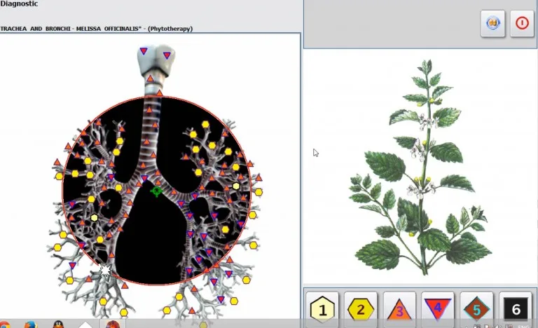 Jak stosowac fitoterapie w biorezonansie NLS003