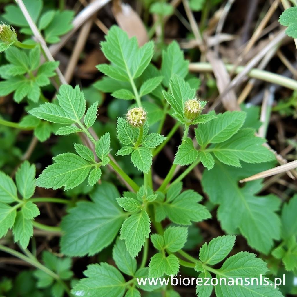 Pokrzywa zwyczajna wspierająca terapię Biorezonans NLS Pokrzywa zwyczajna wspierająca terapię Biorezonans NLS